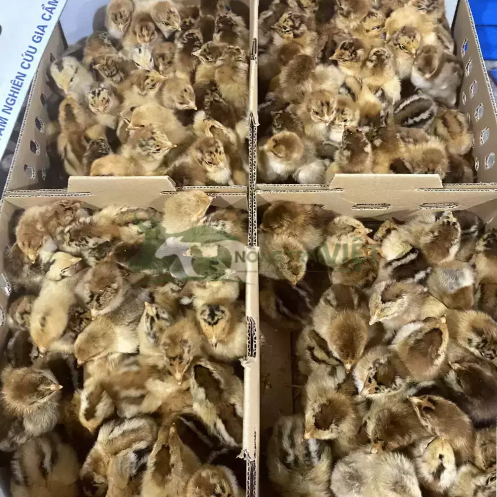 Gà Lương Phượng giống