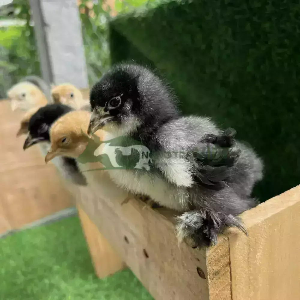 Gà Brahma - Gà Kỳ Lân