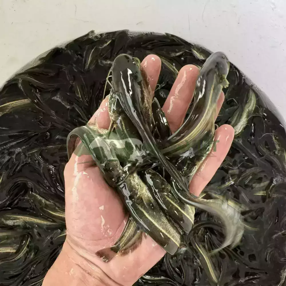 Cá Nheo Giống