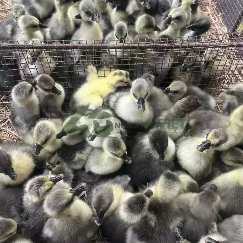 Ngỗng Sư Tử Hà Nam Giống