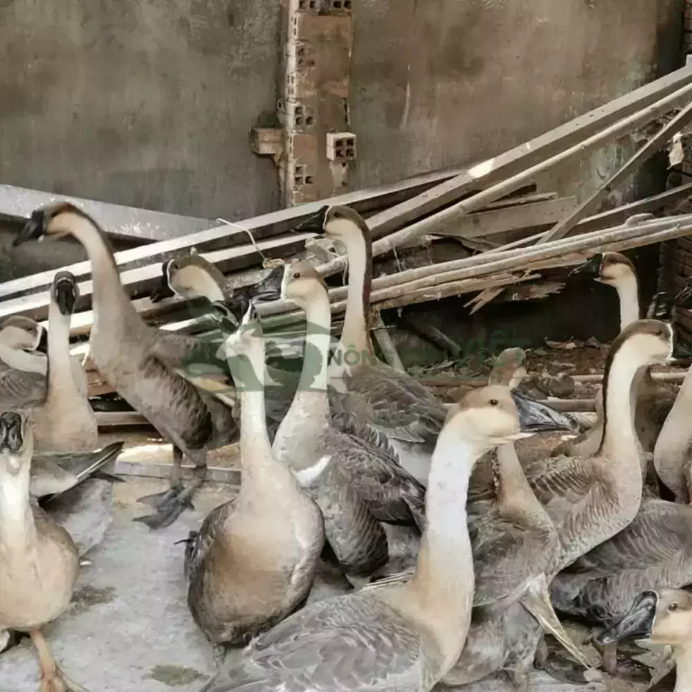 Ngỗng Sư Tử Hà Nam Giống