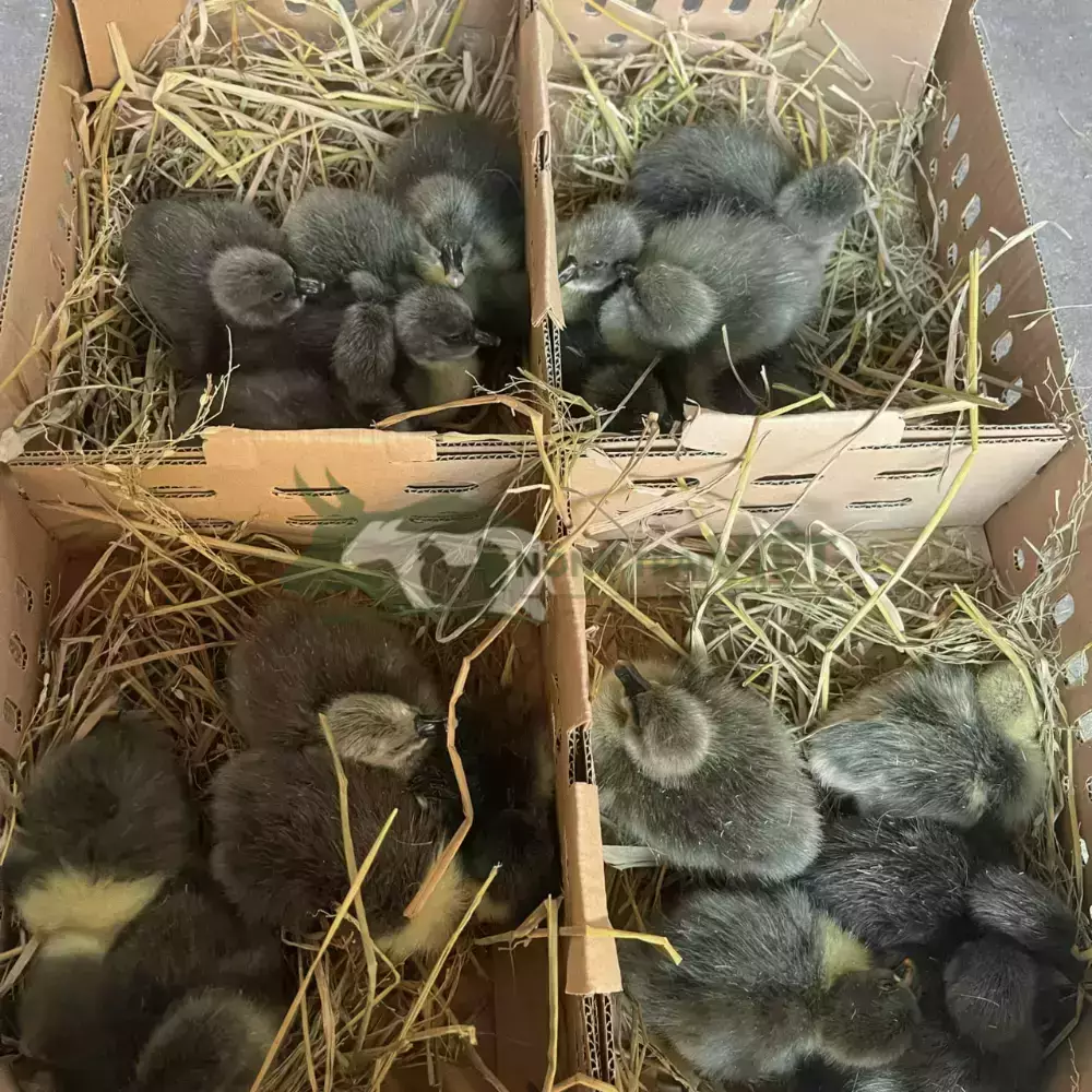 Ngỗng Sư Tử Hà Nam Giống