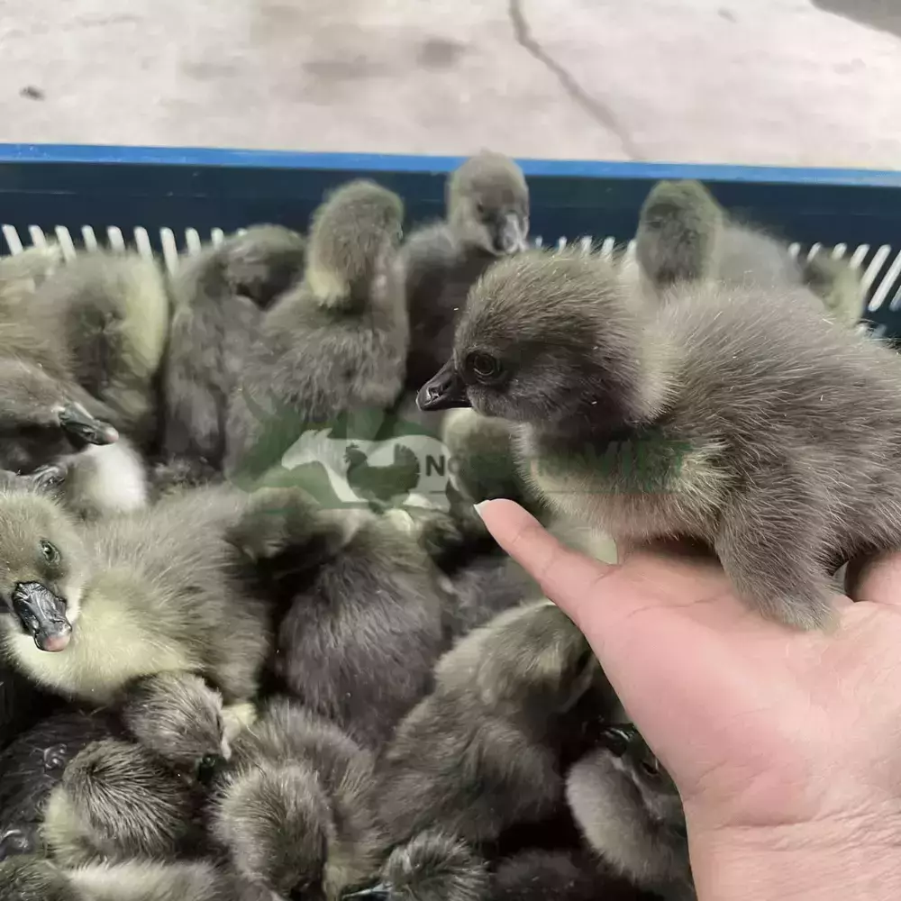 Ngỗng Sư Tử Hà Nam Giống