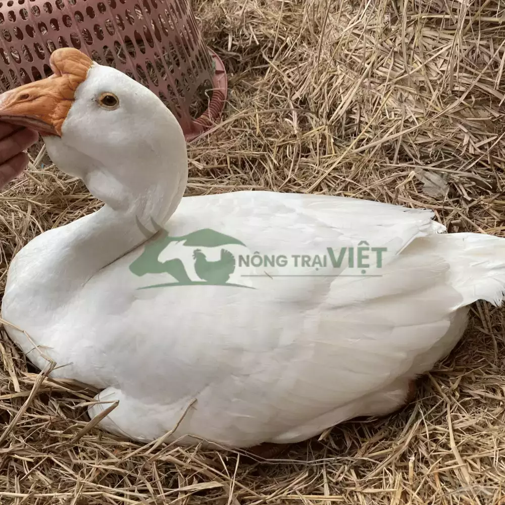 Ngỗng sư tử thuần chủng