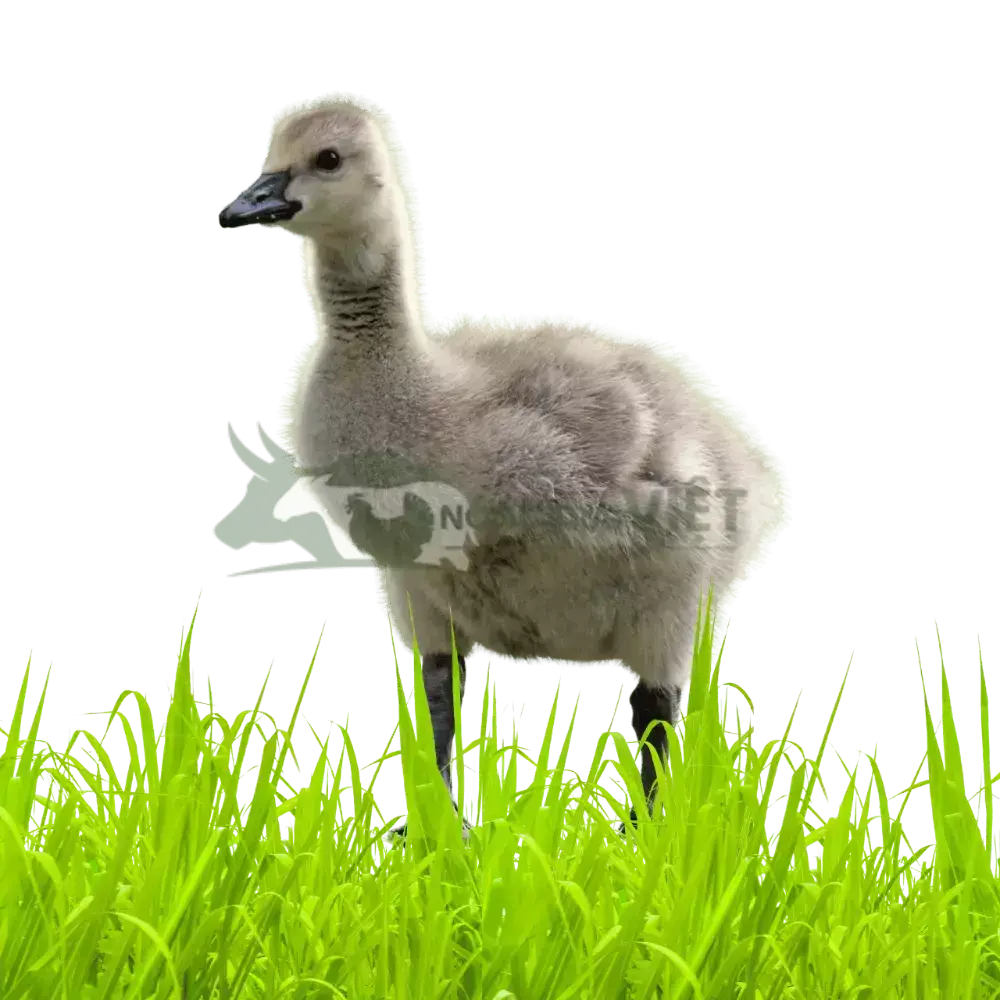 Ngỗng sư tử thuần chủng