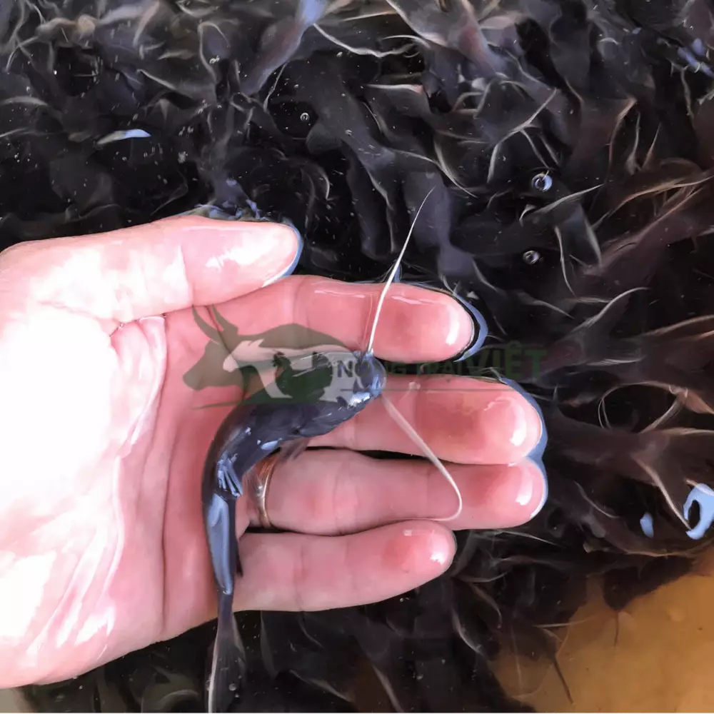 Cá lăng đuôi đỏ giống