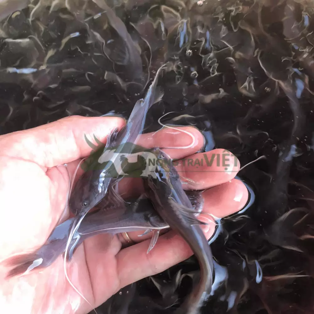 Cá lăng đuôi đỏ giống