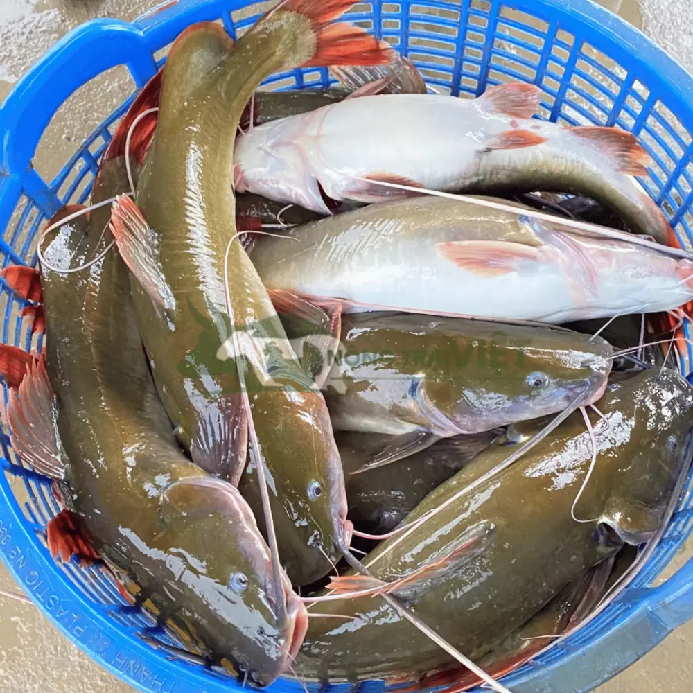 Cá lăng đuôi đỏ giống