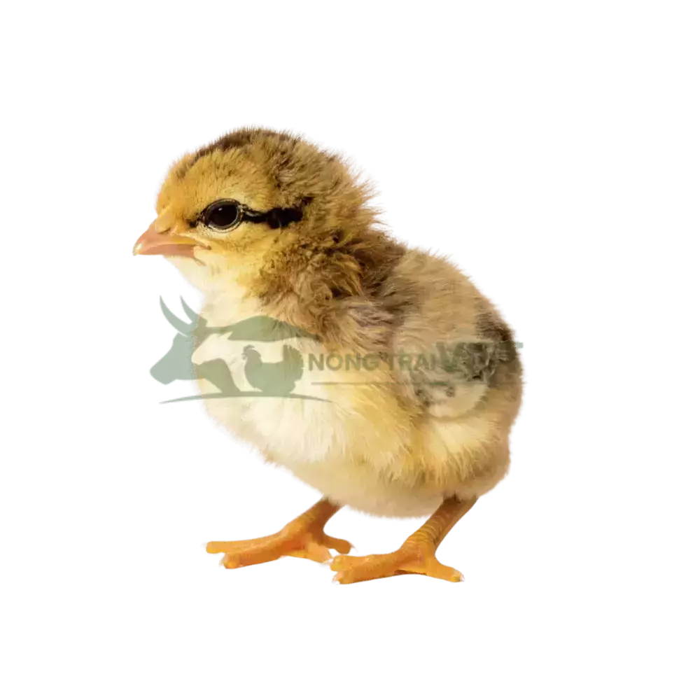 Gà mía lai giống