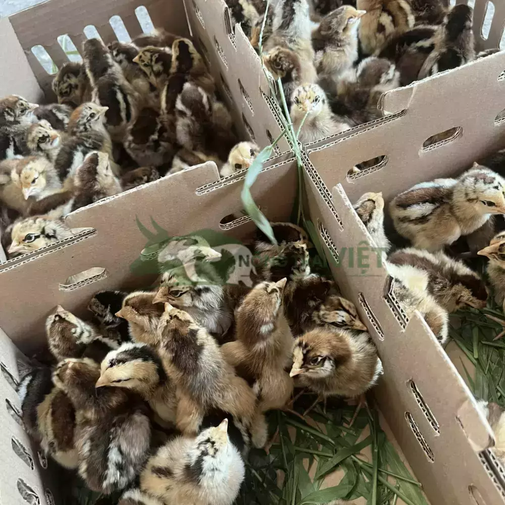 Gà mía lai giống