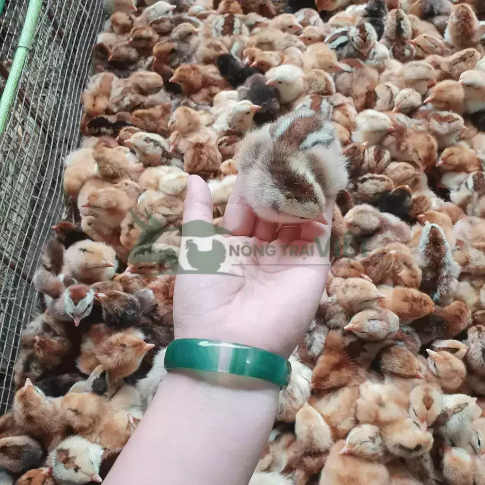 Gà mía lai giống