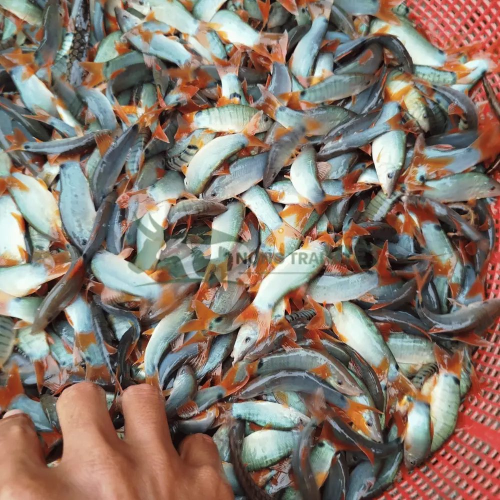 Cá heo đuôi đỏ