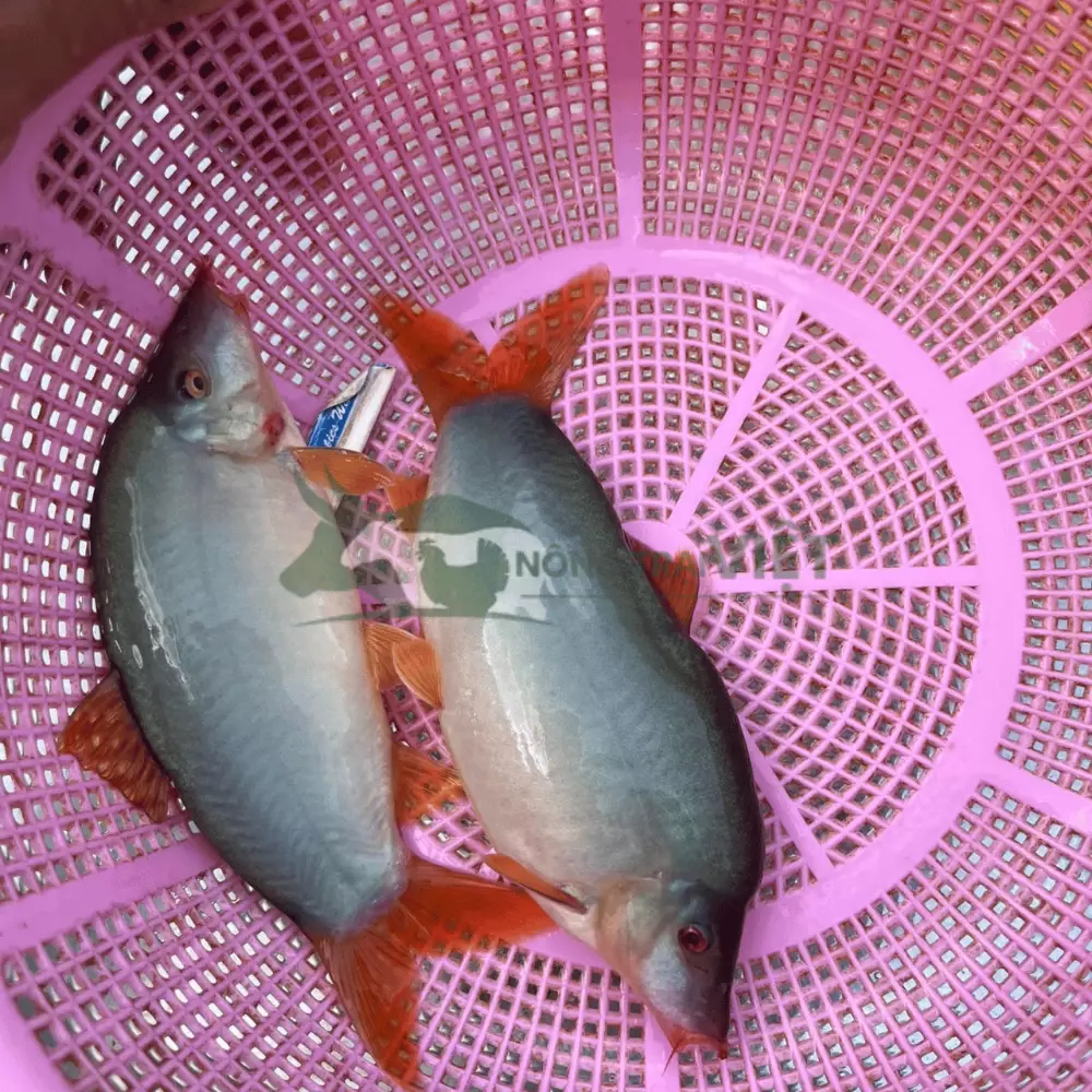 Cá heo đuôi đỏ