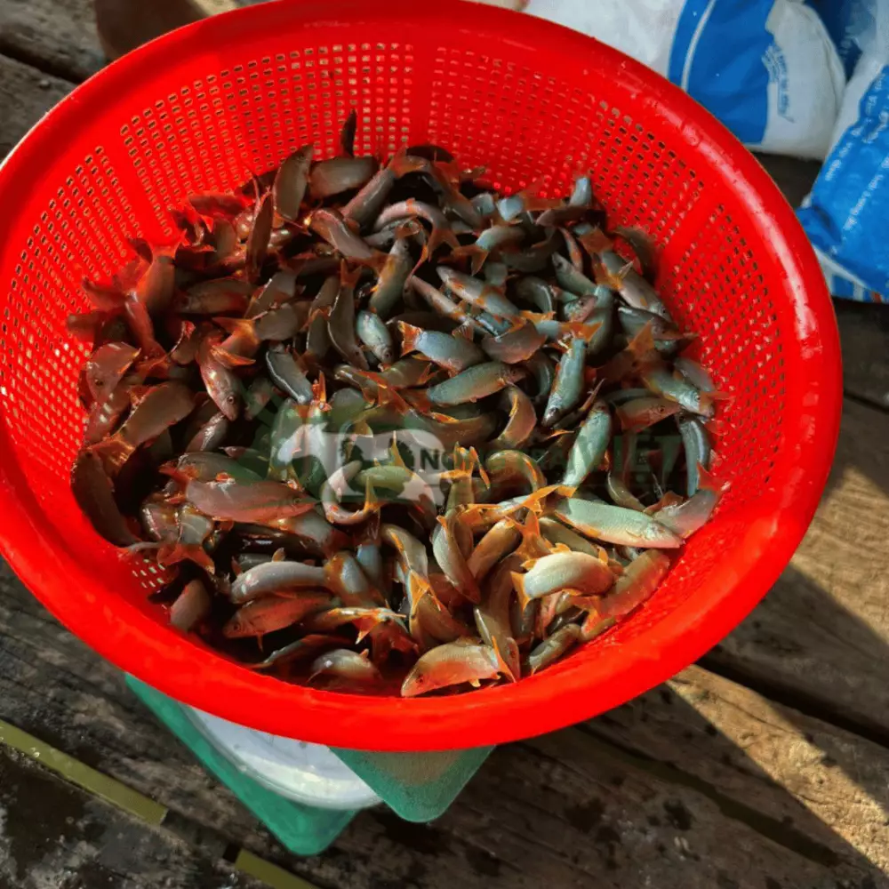 Cá heo đuôi đỏ