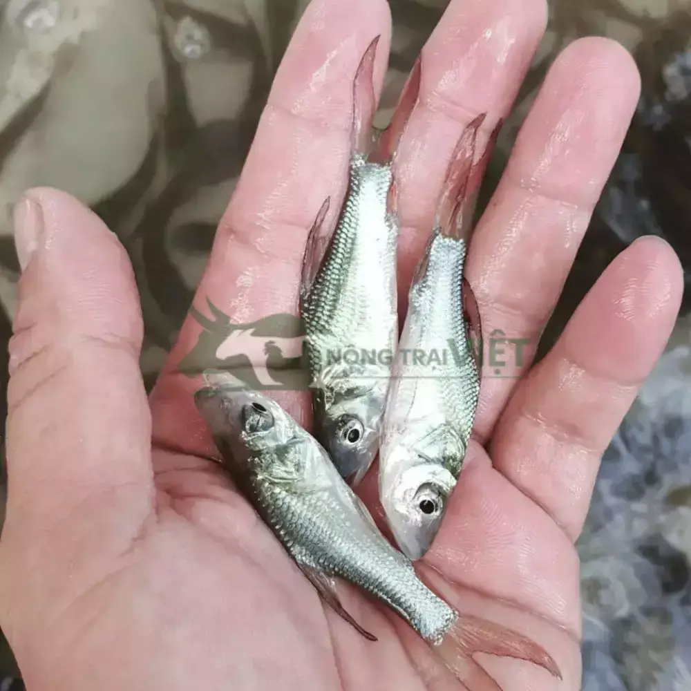 Cá hô giống