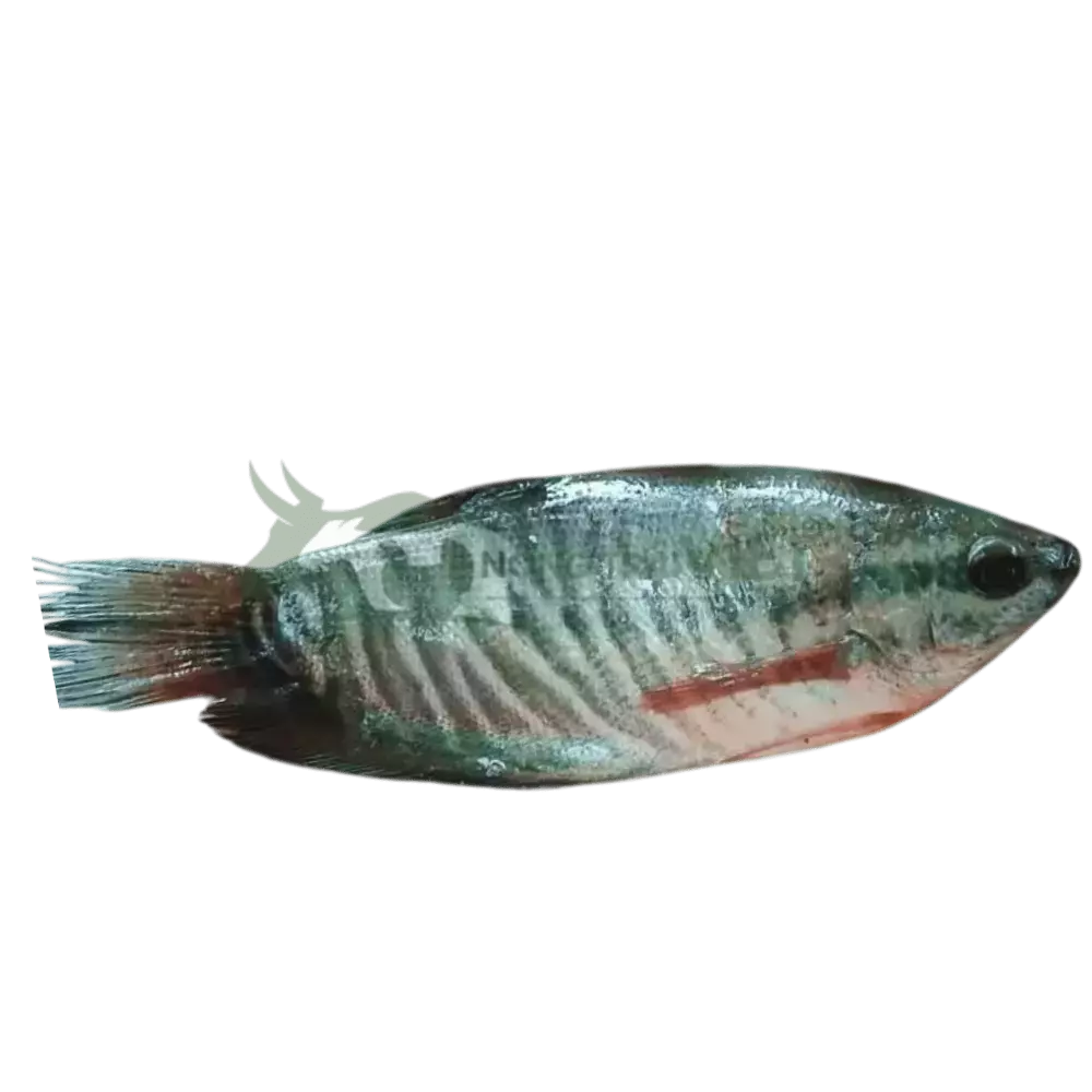 Cá sặc rằn giống