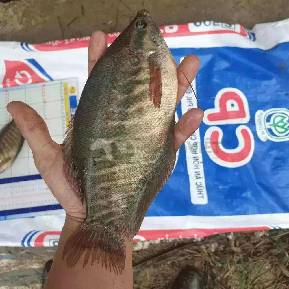 Cá sặc rằn giống