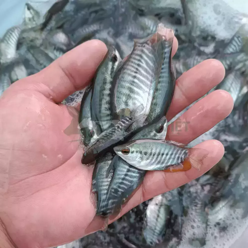 Cá sặc rằn giống