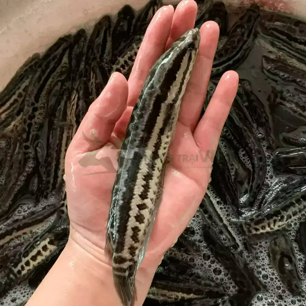 Cá chuối hoa giống