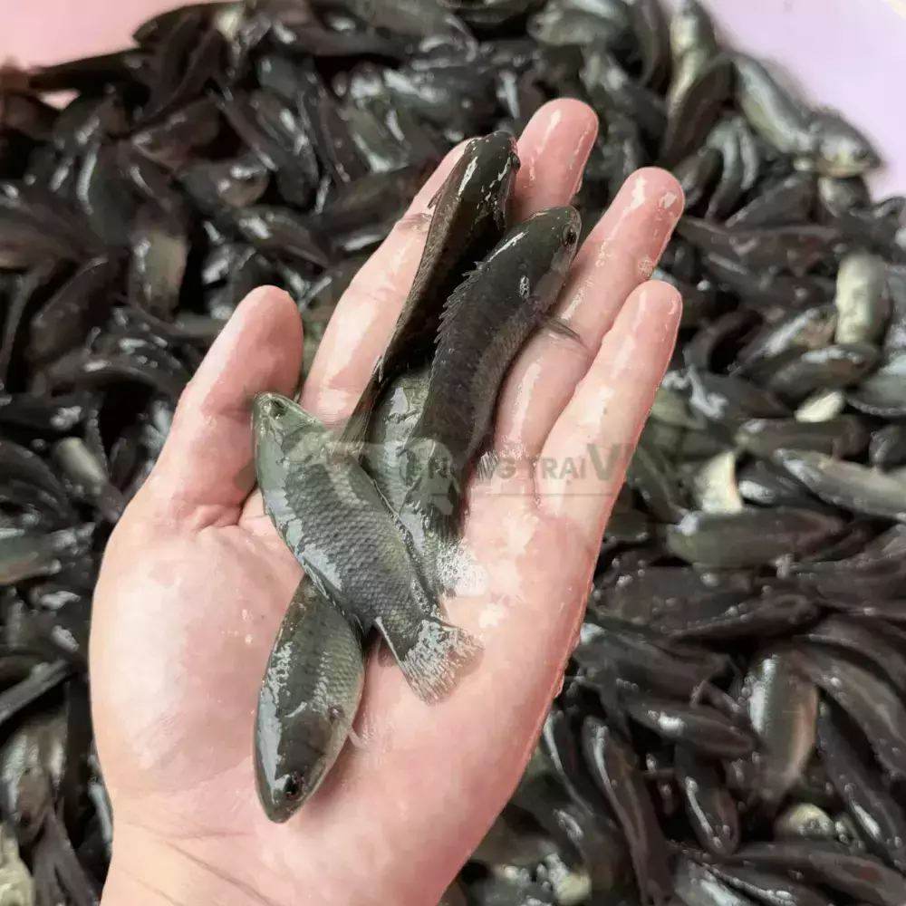 Cá rô đầu vuông