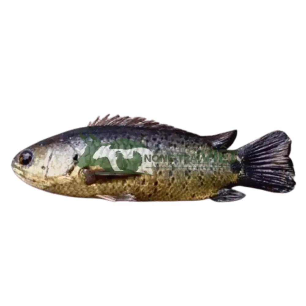 Cá rô đầu vuông