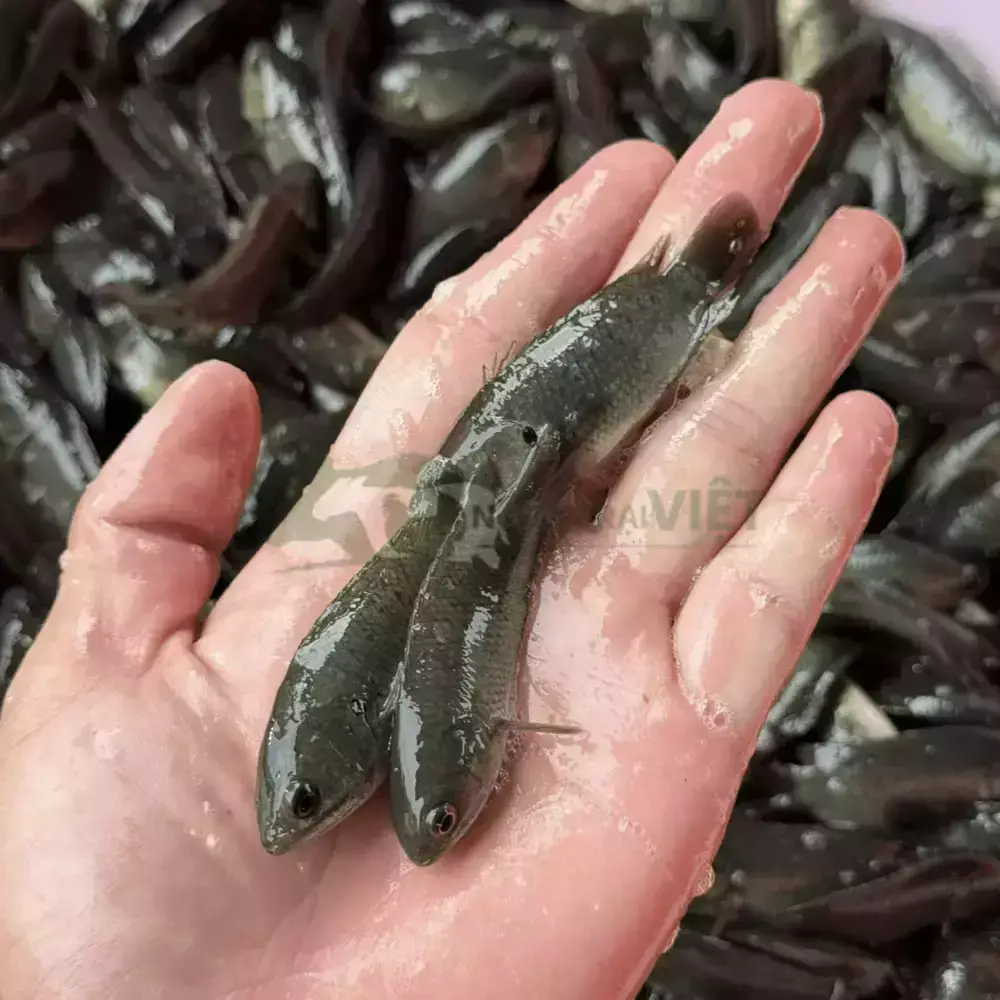 Cá rô đầu vuông