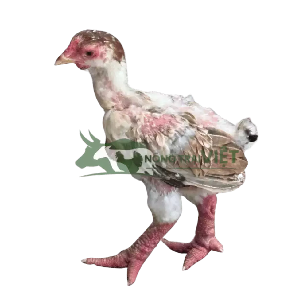 Gà Đông Tảo Giống