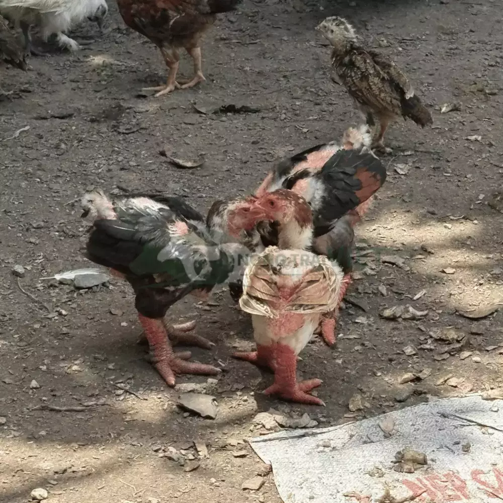 Gà Đông Tảo Giống