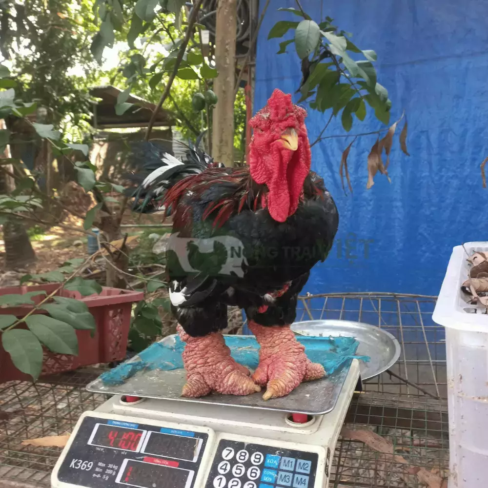 Gà Đông Tảo Giống