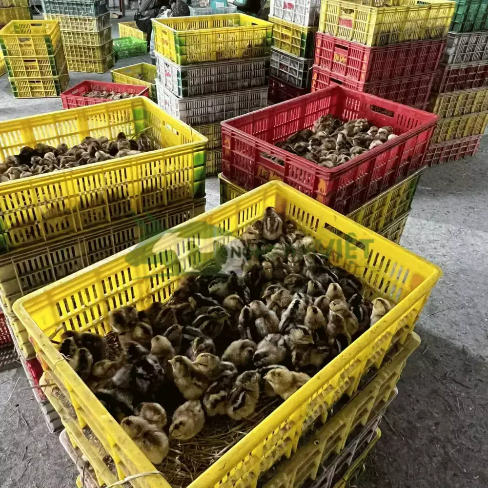 Gà lai chọi sọc