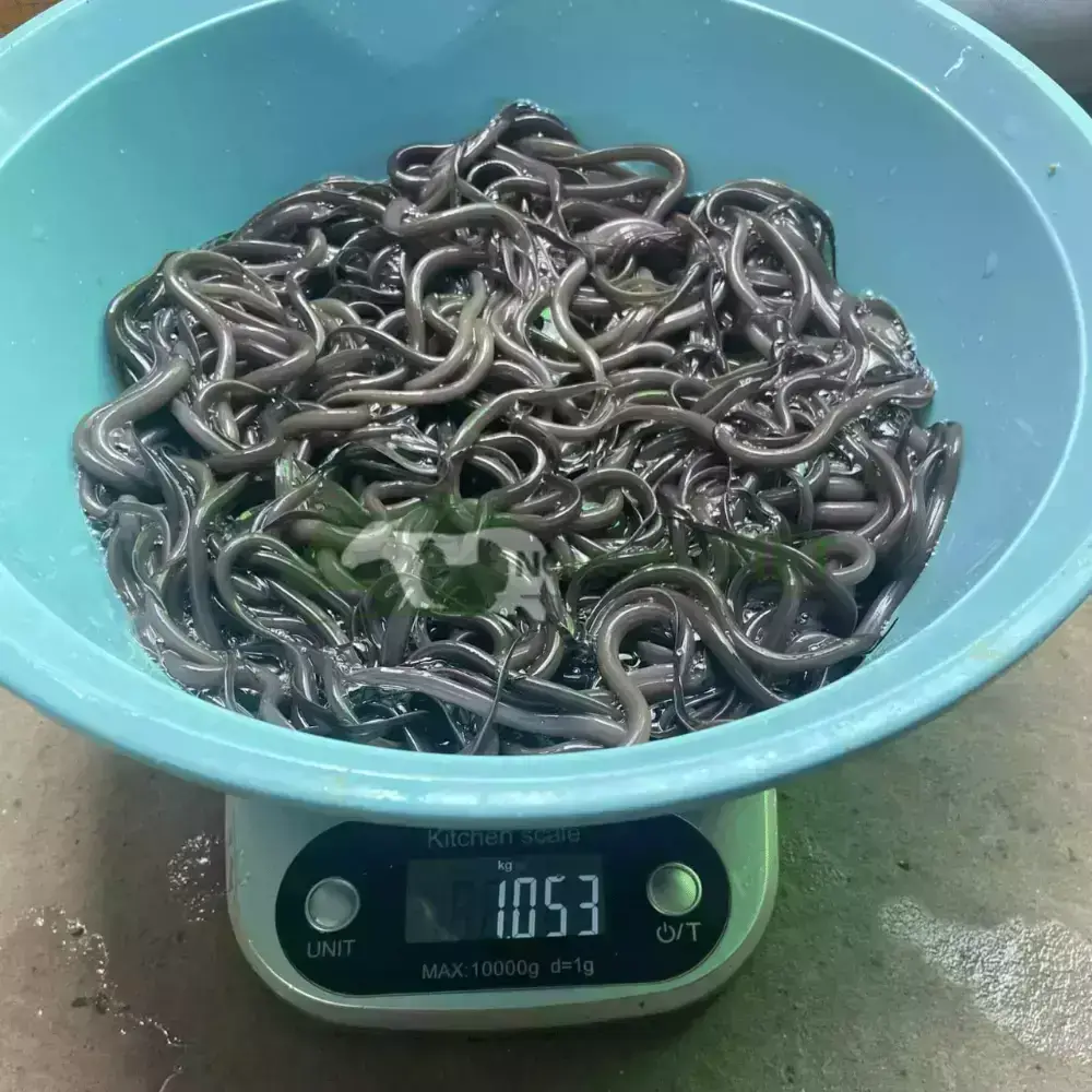 Lươn không bùn size 500