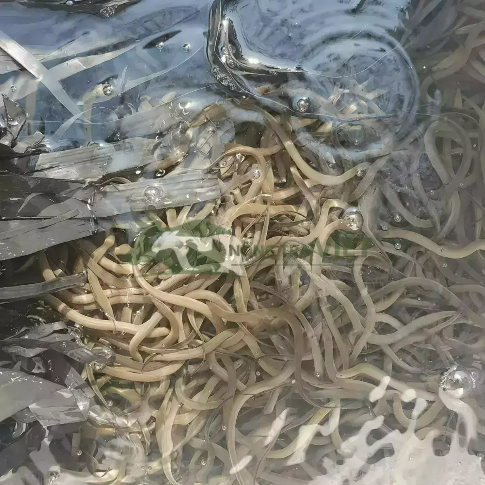Lươn không bùn size 500