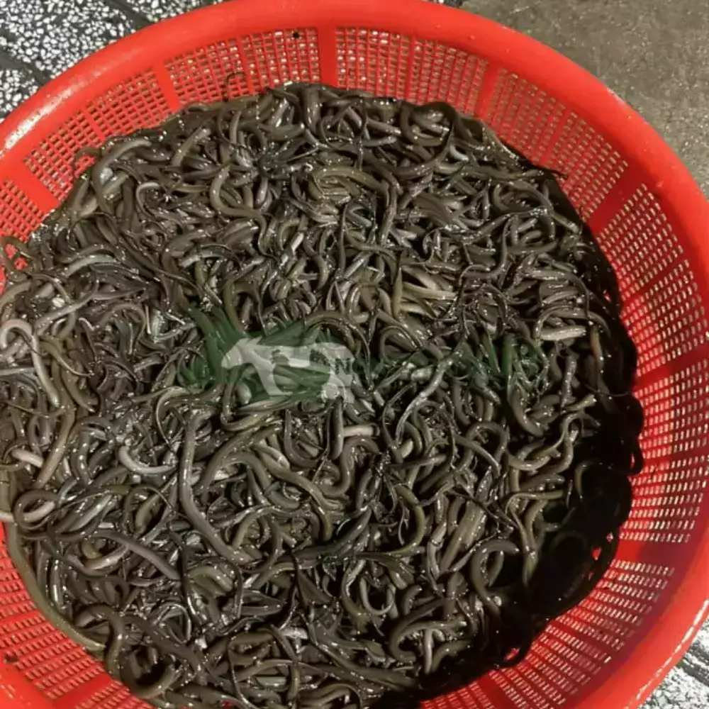 Lươn không bùn size 1000