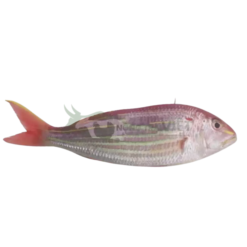 Cá hường (cá Mùi) giống