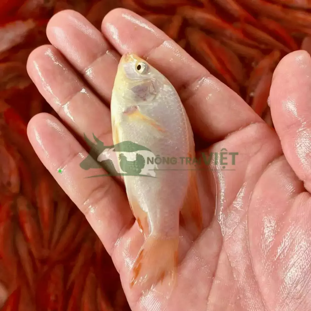 Cá hường (cá Mùi) giống