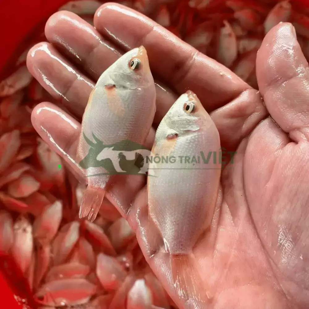 Cá hường (cá Mùi) giống