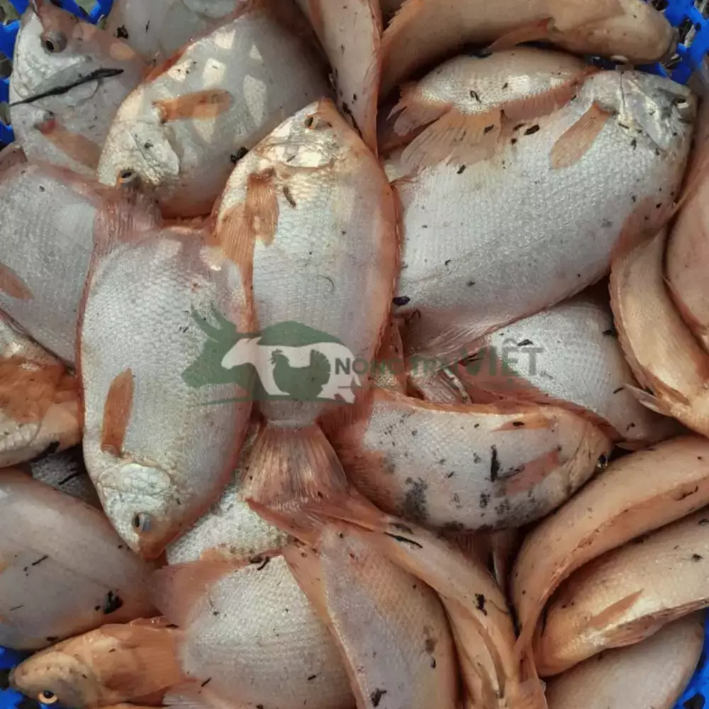 Cá hường (cá Mùi) giống