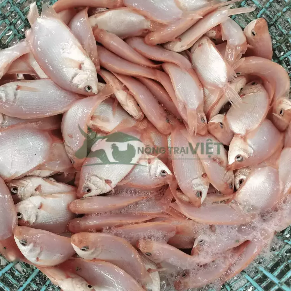 Cá hường (cá Mùi) giống