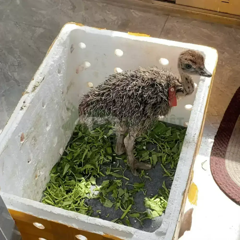 Đà điểu 1 tháng tuổi