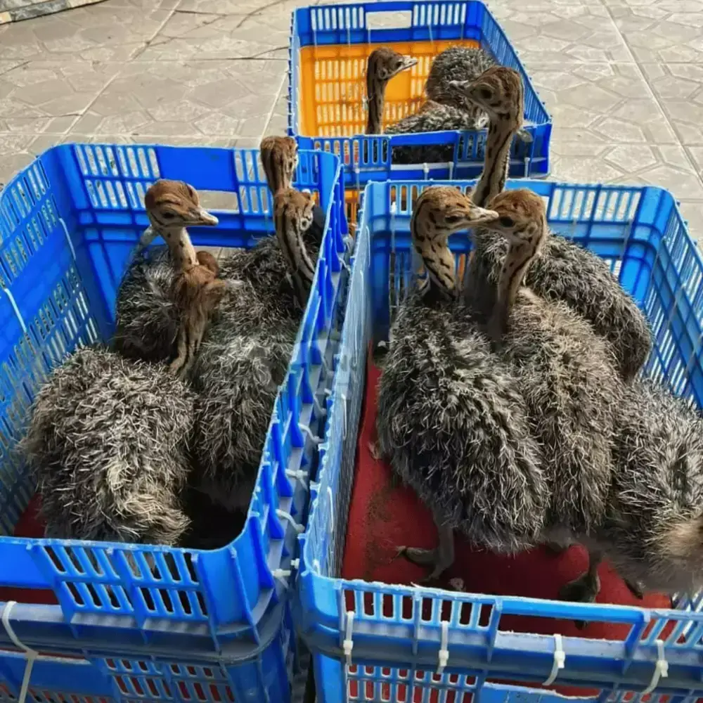 Đà điểu 2 tháng tuổi