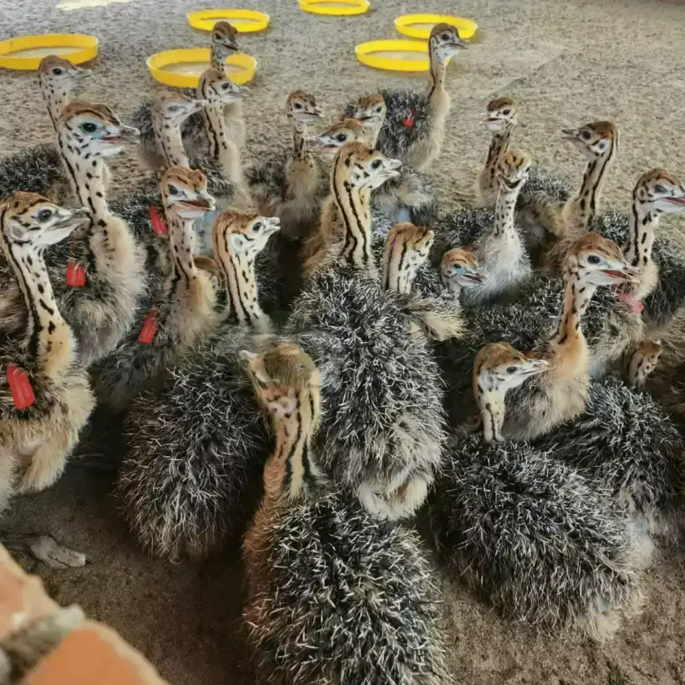 Đà điểu 2 tháng tuổi