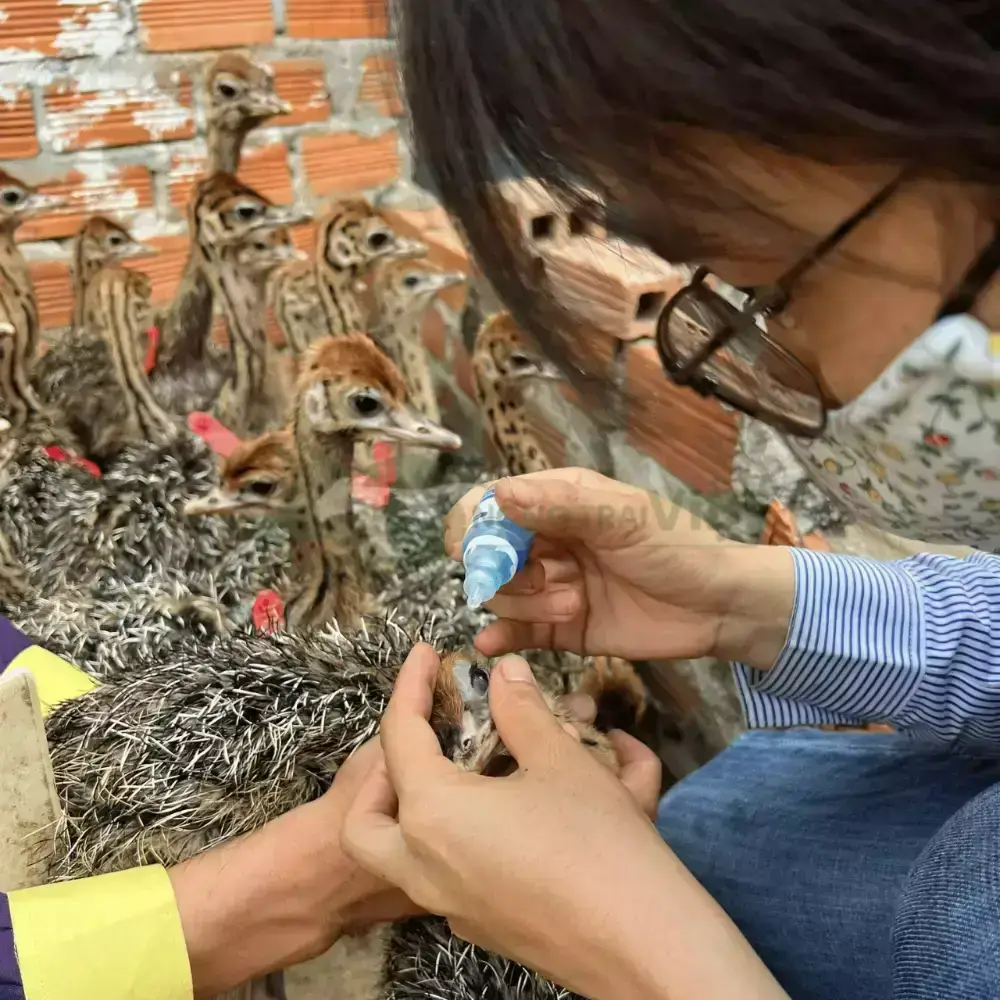 Đà điểu 2 tháng tuổi