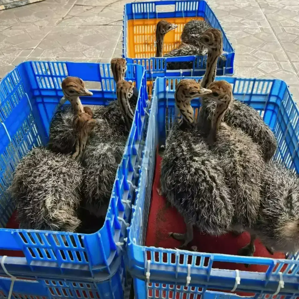 Đà điểu 2 tháng tuổi