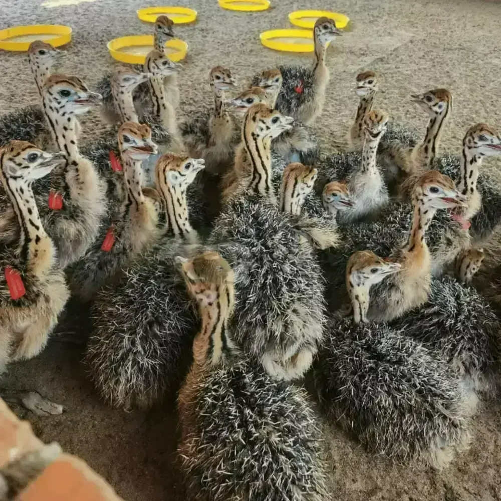 Đà điểu 2 tháng tuổi