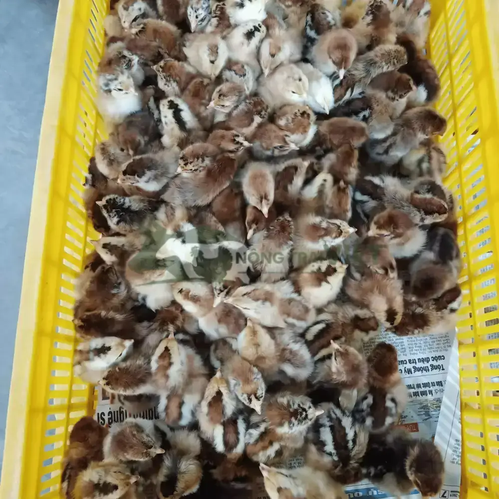 Gà Tam Hoàng giống