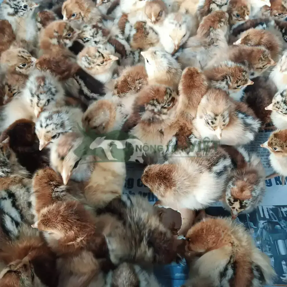 Gà Tam Hoàng giống