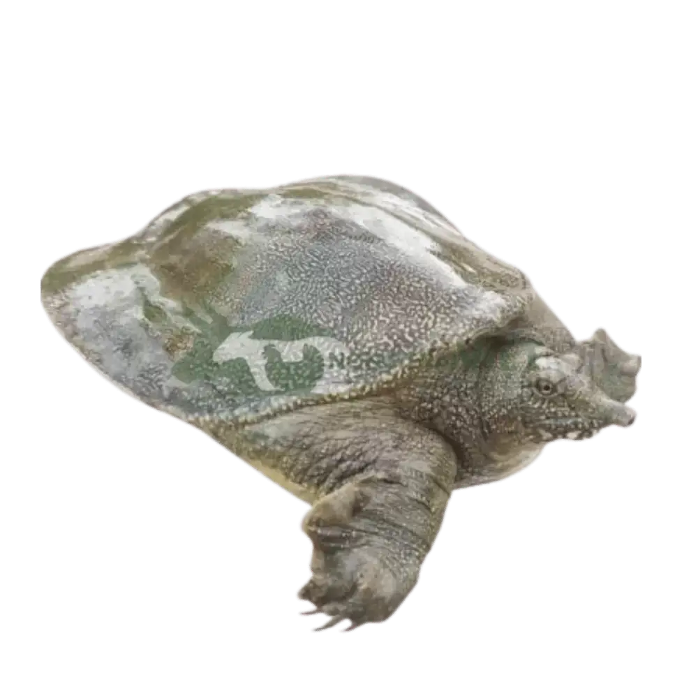 Ba ba trơn giống