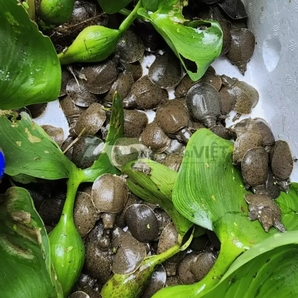 Ba ba trơn giống