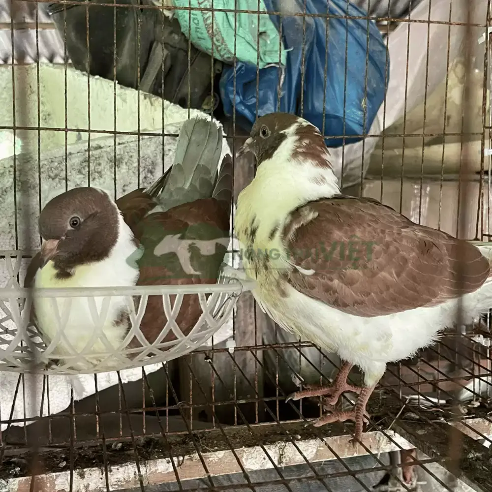 Bồ câu Gà 