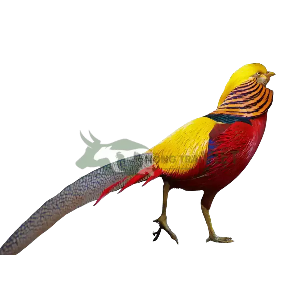 Chim Trĩ 7 màu Đỏ